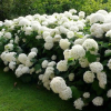 Hydrangea Bridal Bouquet