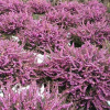 Erica x darleyensis Pink (Winter Heath Pink Flower)