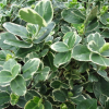 Euonymus fortunei Emerald Gaiety (Fortune)