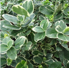 Euonymus fortunei Emerald Gaiety (Fortune)