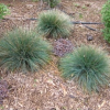 Festuca actae (Banks Peninsula Blue Tussock)
