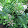 Veronica Wiri Mist (Hebe Wiri Mist)