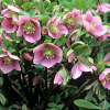 Helleborus orientalis (Winter Rose)