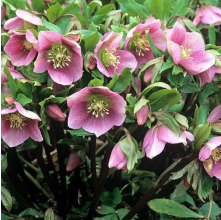 Helleborus orientalis (Winter Rose)