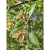 Hoheria angustifolia (Houhere, Narrow-leaved Lacebark)